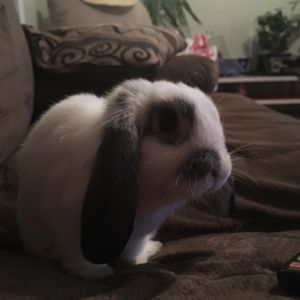 Meet your Posher, Keshia